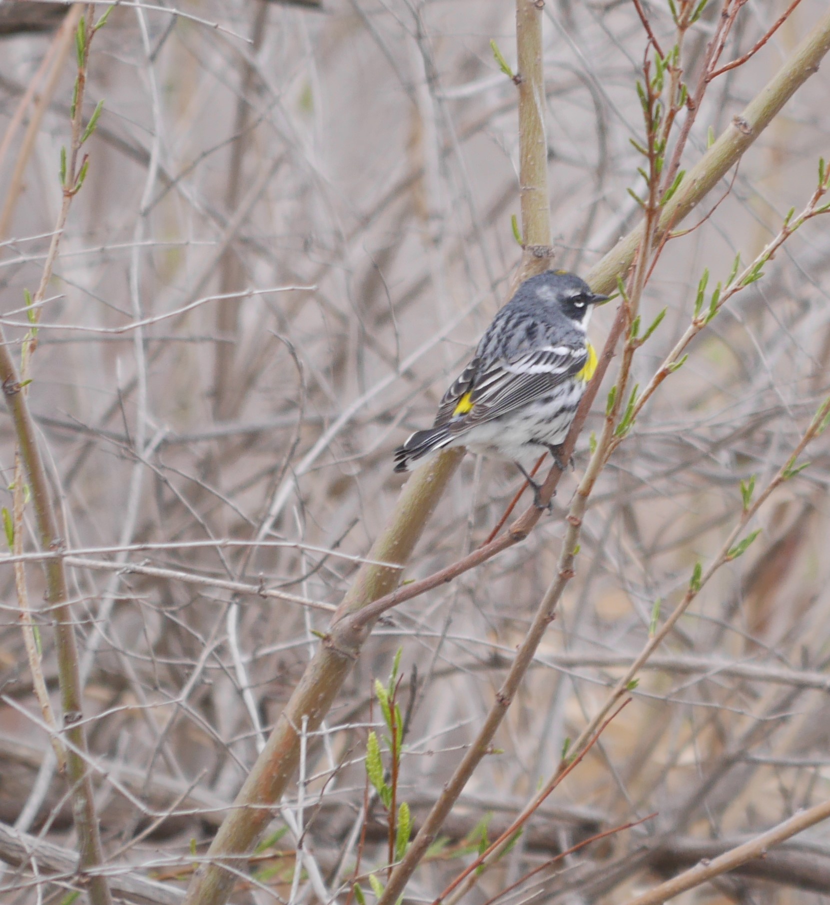 Yellow-rumped Warbler photo by Cindy Dobrez