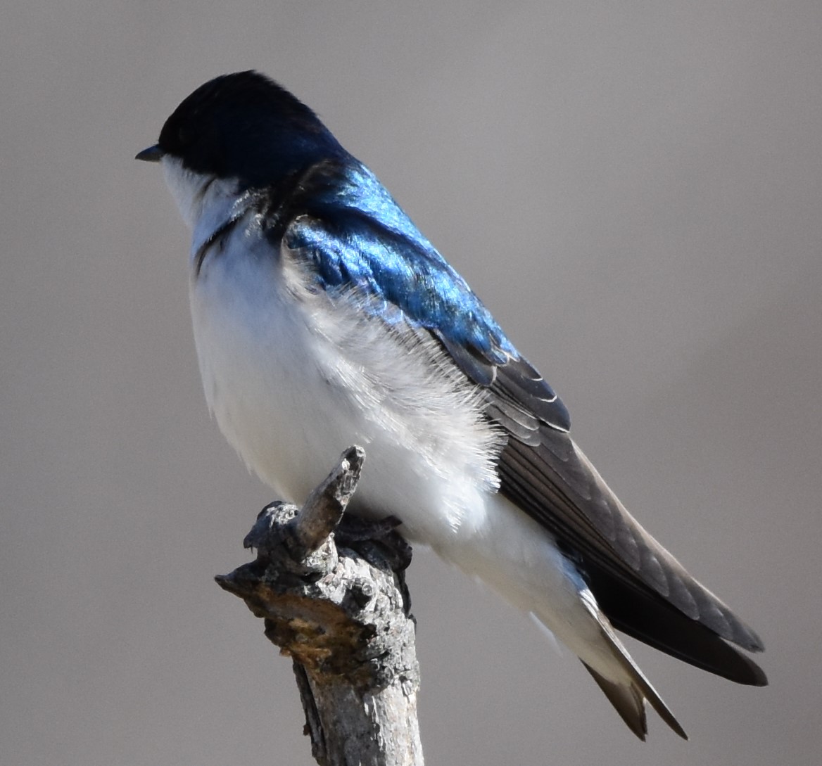 tree-swallow-photo-by-lynn-rutan